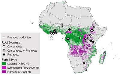 Fundamental but underrepresented: root carbon stocks in African montane forests